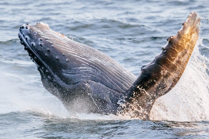 Waikiki Whale Watching Yacht Cruise Review