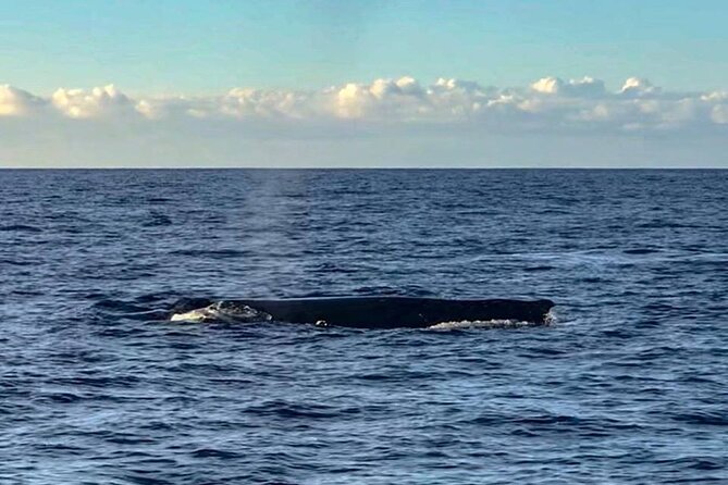 Wake up With the Whales Cruise From Kawaihae Harbor