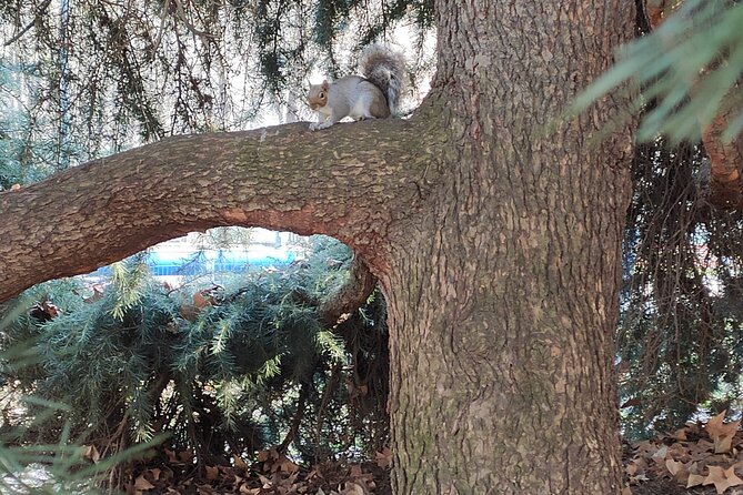 Walking Tour of Valentino Park – The Monumental Trees