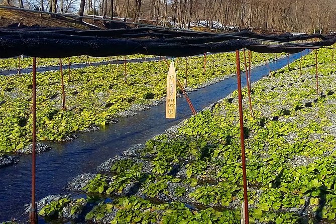 Wasabi Farm Walking Tour & Lunch