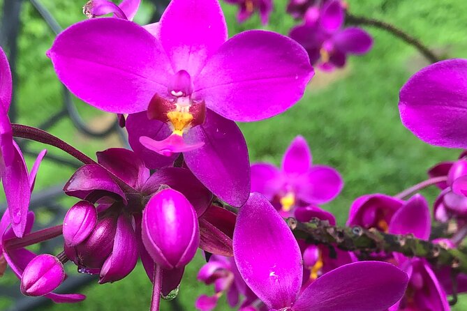 Welchman Hall Gully, Hunte's Garden and Peg Farm Family Day - Meeting and Pickup Information