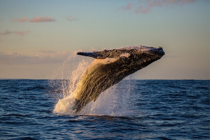West Oahu Whale Watching & Turtle Snorkeling