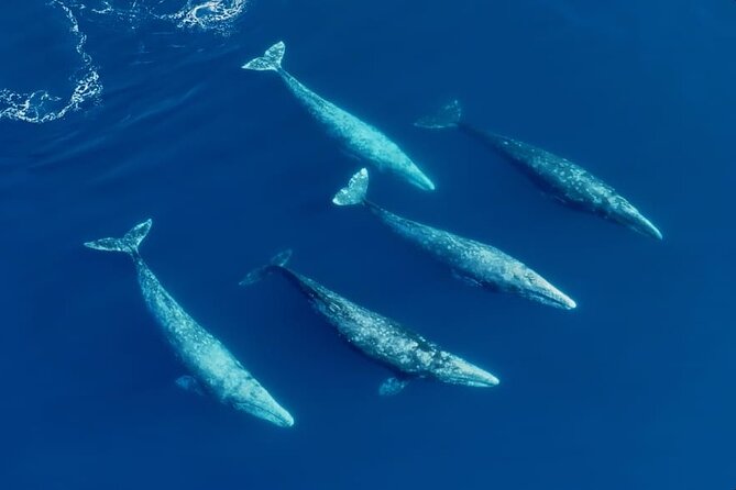Whale and Dolphin Watching Speedboat Tour Review