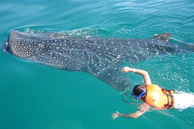 Whale Shark From Cancun, Riviera Maya and Tulum All Inclusive