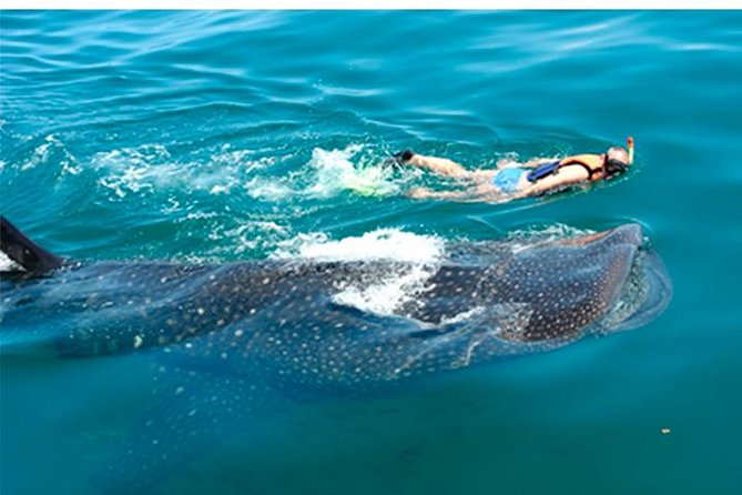 Whale Shark Swim Adventure SMALL GROUP From Cancun - Departure Locations