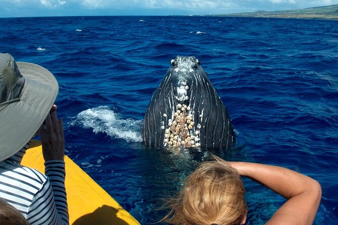 Whale Watch Adventure Aboard Mauis Only Luxury Super Raft - Whale Watching Season on Maui