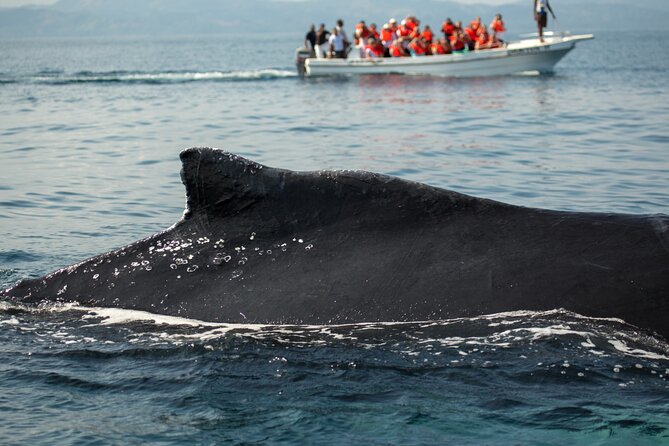 Whale Watching, Cayo Levantado and Limón Waterfall in Samaná