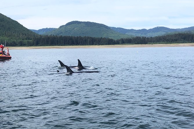 Whale Watching Charters and Bear Search Through Icy Strat Alaska