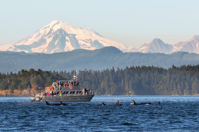 Whale Watching + Deception Pass Tour Review