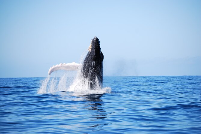 Whale Watching Expedition on Kauai - Tour Overview and Features