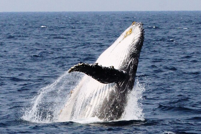 Whale Watching in Okinawa - Overview of the Whale Watching Tour