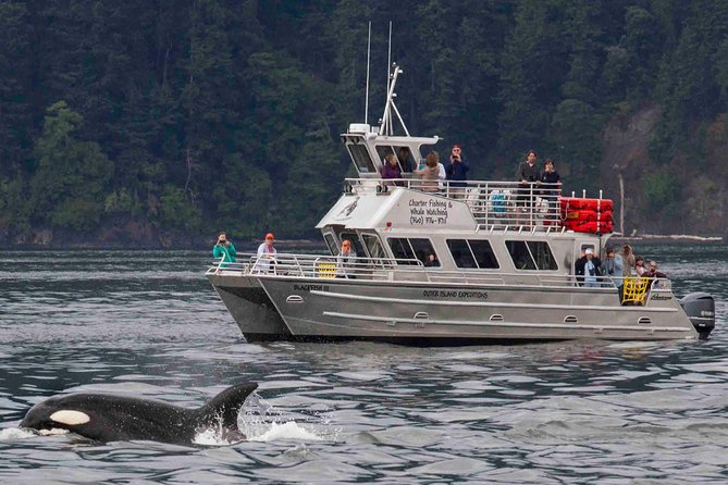 Whale Watching Tour From Anacortes - Tour Details