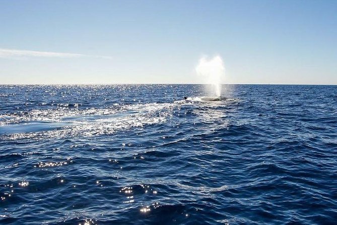 Whale Watching Tour on a Pontoon Experiencing the Most Magical Gift of Nature!