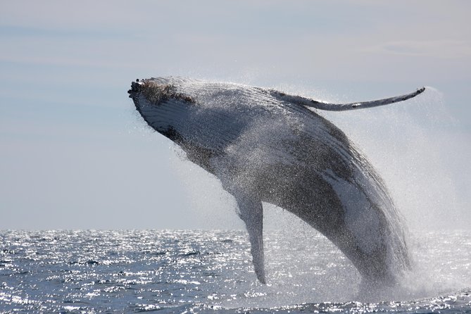 Whalewatch Deluxe Tour From Maalaea Harbor