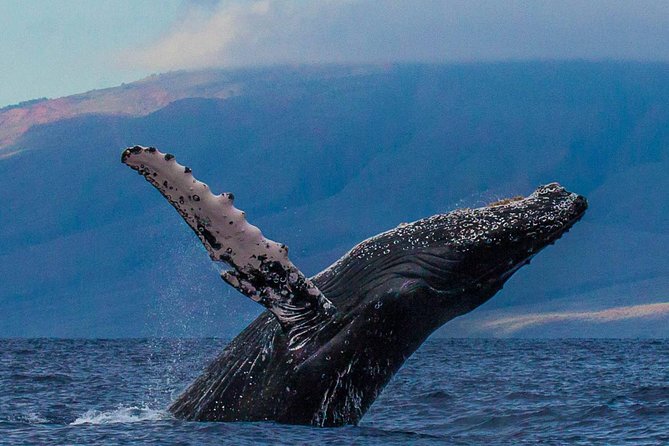 Whalewatch Sail Deluxe Tour From Maaleae