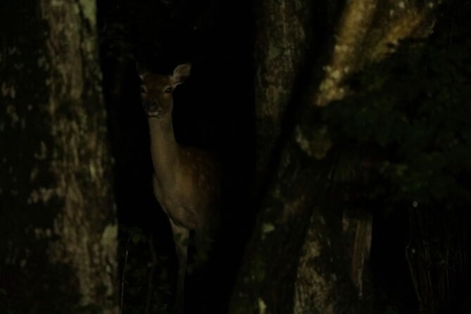 Wildlife Night Drive in Shiretoko National Park