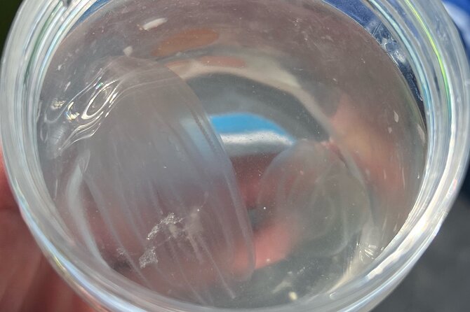 Wildlife Refuge Bio Comb Jelly Tour Review - Kayak or Paddleboard Adventure
