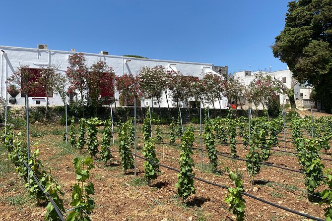 Winery Tour and Tasting in Salento