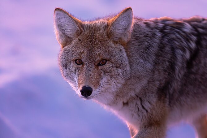 Winter in Yellowstone Photography Tour