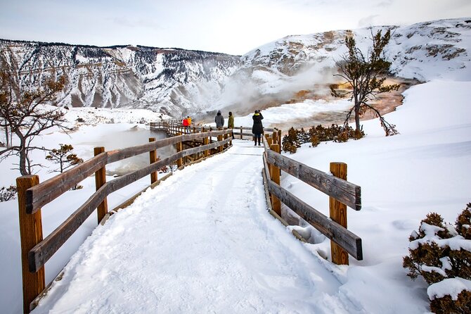 Winter Wildlife Safari Review: Experience Yellowstone’s Wonders
