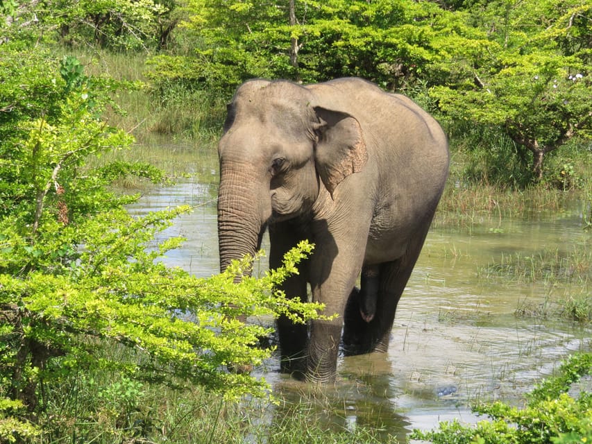 Yala Shenu Safari Tours