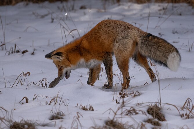 Yellowstone National Park Private Wildlife Tour