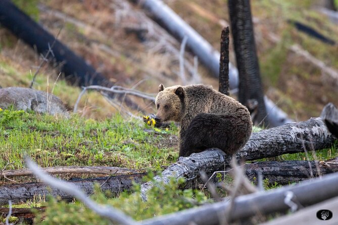 Yellowstone Wildlife and Photo Tour Review