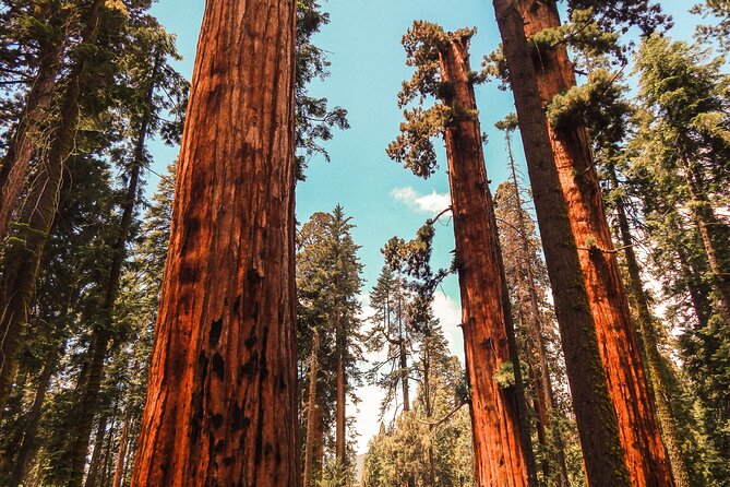 Yosemite and Giant Sequoias Day Tour - Itinerary and Highlights