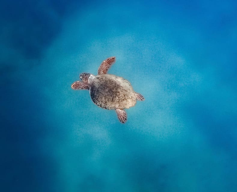 Zakynthos Private Boat: Turtles & Marathonisi Island (max5)