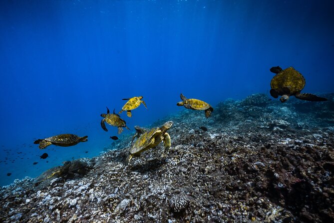 2.5 Hour Xpress Snorkel From Ka'Anapali Beach - Good To Know
