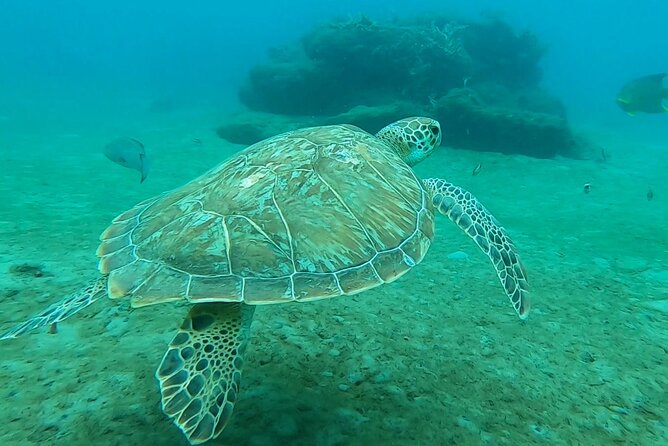 2 ½ - Hour Guided Snorkel Tour of Phil Foster Park, Free Videos! - Good To Know