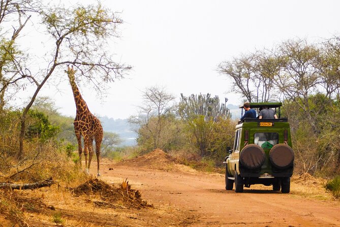 2 Days Akagera National Park Wildlife Safari - Key Points