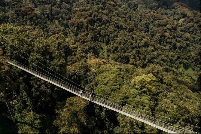 2 Days Chimpanzee Trekking & Canopy Walk in Nyungwe National Park - Highlights of the Trekking Experience