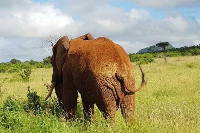 2 Days Tsavo East and Saltlick - Key Points