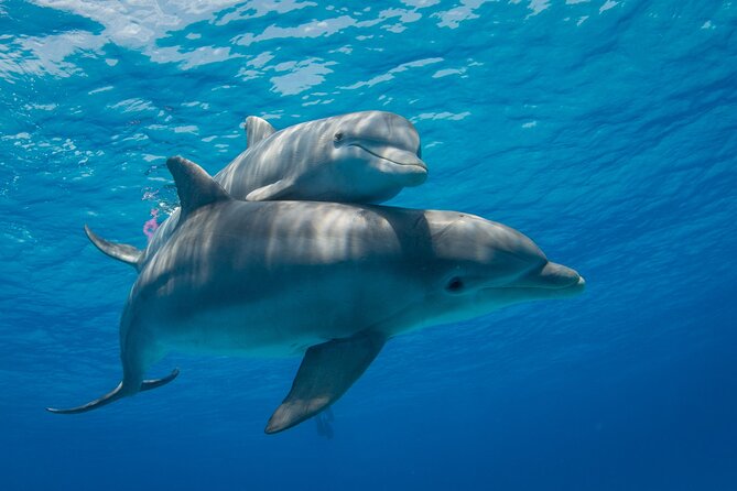 2-Hour Dolphin Sunset Tour From Giardini Naxos - Tour Overview