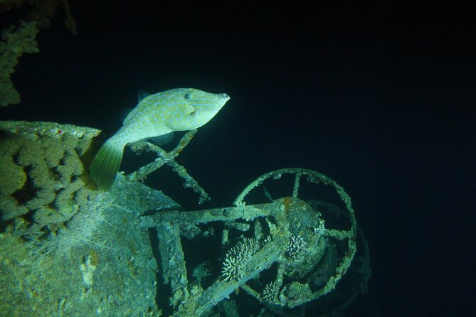 2 Hour Private Night Diving in the Red Sea of Aqaba - Key Points
