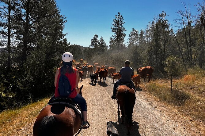 2 Hour Trail Ride in Montana Review - Overview and Pricing