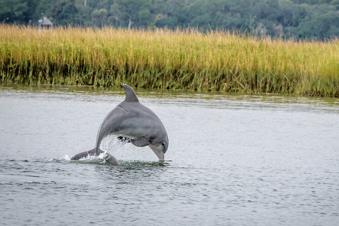 2 Hours Dolphin Eco Tour - Good To Know