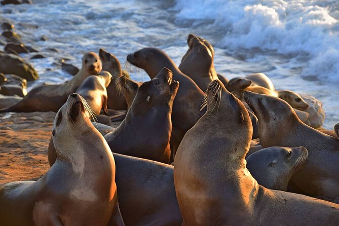 1.5 Hour Walking Tour From La Jolla in San Diego - Meeting and End Points