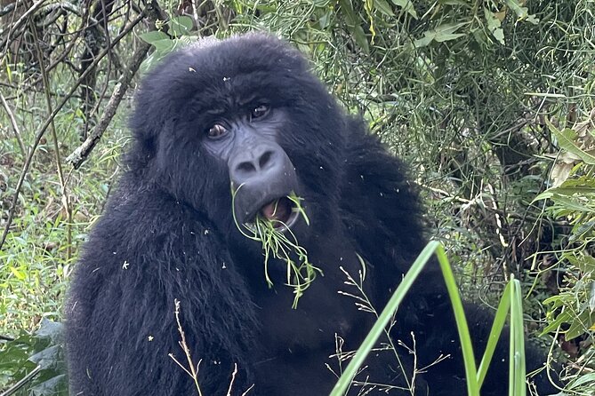 1 Day Guided Gorilla Trekking Safari Experience in Rwanda - What to Expect