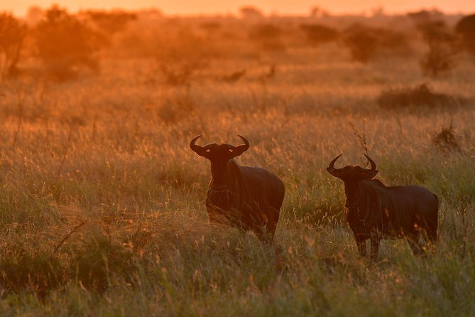 1 Day Skukuza Wildlife Photographic Safari - Kruger National Park - Meals and Refreshments