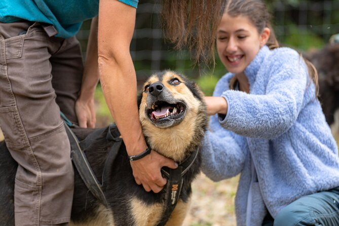 1 Hour Fall Sled Dog Experience Review - Mushing Guide and Dog Personalities