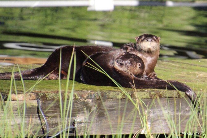 1 Hour Historical Wildlife Tour of The Famous Chain of Lakes - Tour Experience