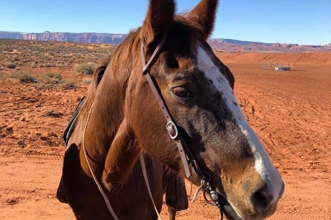 1 Hour Horseshoe Bend Trail Ride - Meeting Information