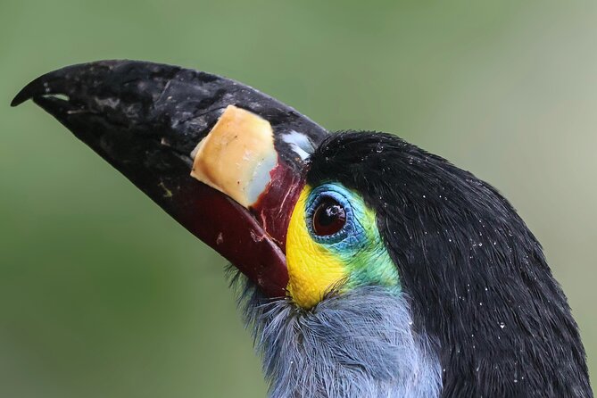 10 Days Birding Photo Tour From Andes to Amazon of Ecuador - Highlights of Birding in Ecuador