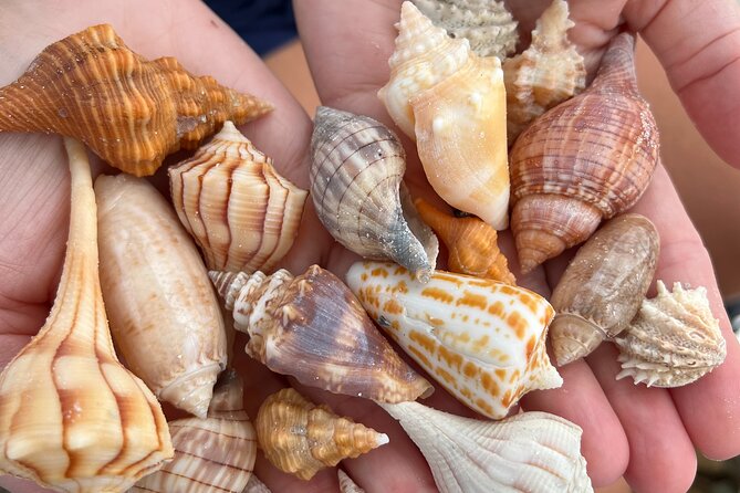 10,000 Islands Shelling Trip Marco Island FL - Pricing and Group Size Information