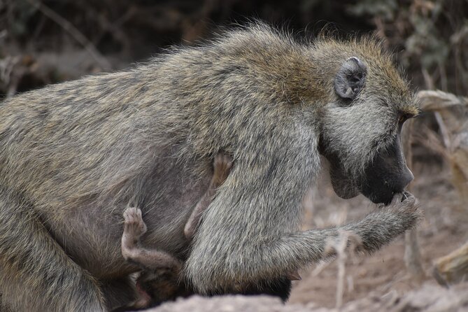 13 Days Best of Kenya and Tanzania BudgetSafari - Included Amenities