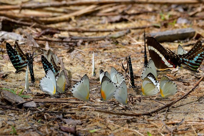 14 Day Ghana Butterfly Tour - Itinerary Overview