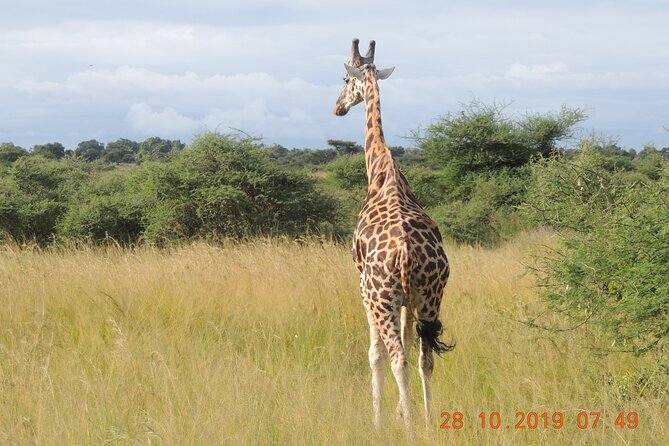 14 Days Uganda Wildlife and Primate Safari With Bigfive - Itinerary Highlights