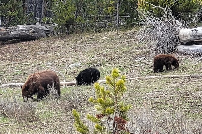 2 Day 1 Night Yellowstone With Expert Guide - Inclusions